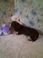 Chocolate and tan girl #2, a female Miniature Dachshund for sale in Staunton, IL – 4 of 6