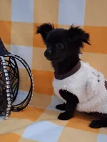 PENDING PICK UP ! Willow, a male Chihuahua for sale in Staunton, IL – 2 of 10