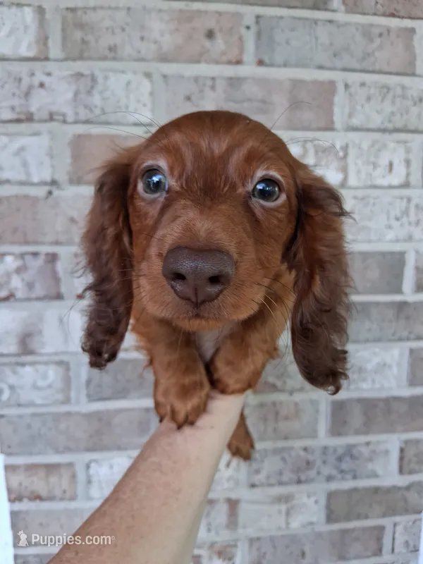 Baby girl #1  – Miniature Dachshund puppy for sale in Staunton, IL