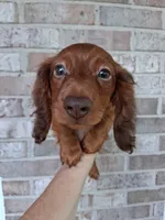 Baby girl #1 , a female Miniature Dachshund for sale in Staunton, IL – 1 of 9