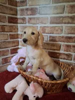 Back to school sale ! , a female Miniature Dachshund for sale in Staunton, IL – 7 of 10