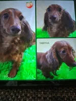 Baby girl #3, a female Miniature Dachshund for sale in Staunton, IL – 8 of 9