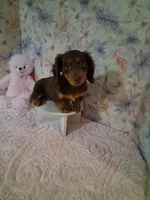 Chocolate and tan girl #1 , a female Miniature Dachshund for sale in Staunton, IL – 5 of 6