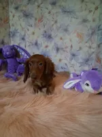 Red long coat , a female Miniature Dachshund for sale in Staunton, IL – 5 of 8