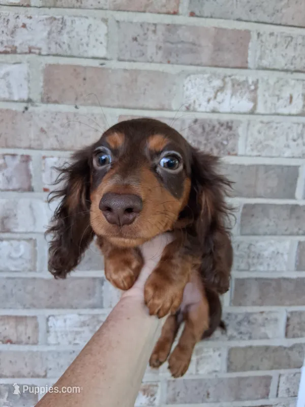 Baby girl #3 – Miniature Dachshund puppy for sale in Staunton, IL