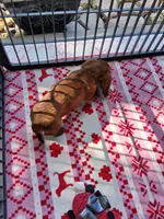 Baby girl #1 , a female Miniature Dachshund for sale in Staunton, IL – 3 of 9