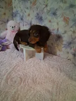 Chocolate and tan girl #2, a female Miniature Dachshund for sale in Staunton, IL – 6 of 6