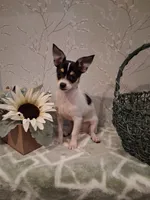 Rascal , a male Chihuahua for sale in Staunton, IL – 8 of 8