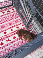 Baby girl #2, a female Miniature Dachshund for sale in Staunton, IL – 7 of 9