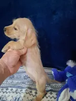 Soft wire boy #2, a male Miniature Dachshund for sale in Staunton, IL – 5 of 10