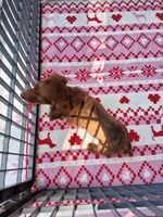 Baby girl #1 , a female Miniature Dachshund for sale in Staunton, IL – 6 of 9