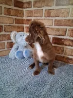 Baby boy, a male Chihuahua for sale in Staunton, IL – Photo 4 of 7