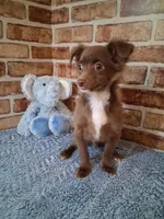 Baby boy, a male Chihuahua for sale in Staunton, IL – Photo 5 of 7