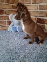 Baby boy, a male Chihuahua for sale in Staunton, IL – Photo 7 of 7