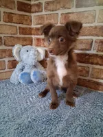 Baby boy, a male Chihuahua for sale in Staunton, IL – Photo 3 of 7