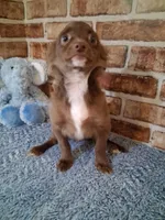 Baby boy, a male Chihuahua for sale in Staunton, IL – Photo 2 of 7