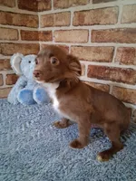 Baby boy, a male Chihuahua for sale in Staunton, IL – Photo 6 of 7