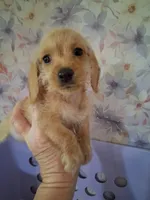 Soft wire girl #2, a female Miniature Dachshund for sale in Staunton, IL – 5 of 10
