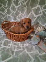 RESERVED !!! Boy 1 , a male Miniature Dachshund for sale in Staunton, IL – Photo 5 of 5