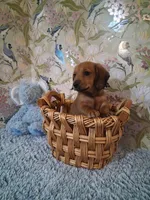 Boy 1 , a male Miniature Dachshund for sale in Staunton, IL – Photo 2 of 6