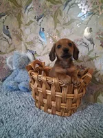 Boy 1 , a male Miniature Dachshund for sale in Staunton, IL – Photo 5 of 6