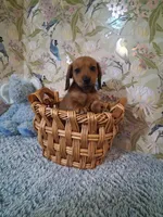 Boy 1 , a male Miniature Dachshund for sale in Staunton, IL – Photo 3 of 6