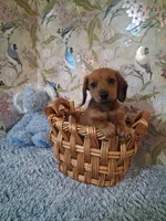 Boy 1 , a male Miniature Dachshund for sale in Staunton, IL – Photo 4 of 6