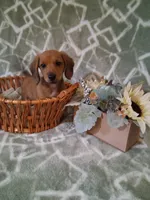 RESERVED !!! Boy 1 , a male Miniature Dachshund for sale in Staunton, IL – Photo 2 of 5