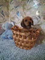 Boy 1 , a male Miniature Dachshund for sale in Staunton, IL – Photo 6 of 6