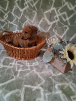 RESERVED !!! Boy 1 , a male Miniature Dachshund for sale in Staunton, IL – Photo 4 of 5