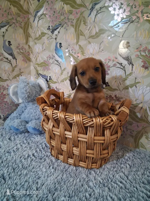 Boy 1  – Miniature Dachshund puppy for sale in Staunton, IL