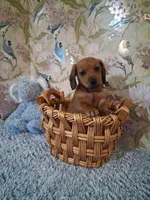 Boy 1 , a male Miniature Dachshund for sale in Staunton, IL – Photo 1 of 6