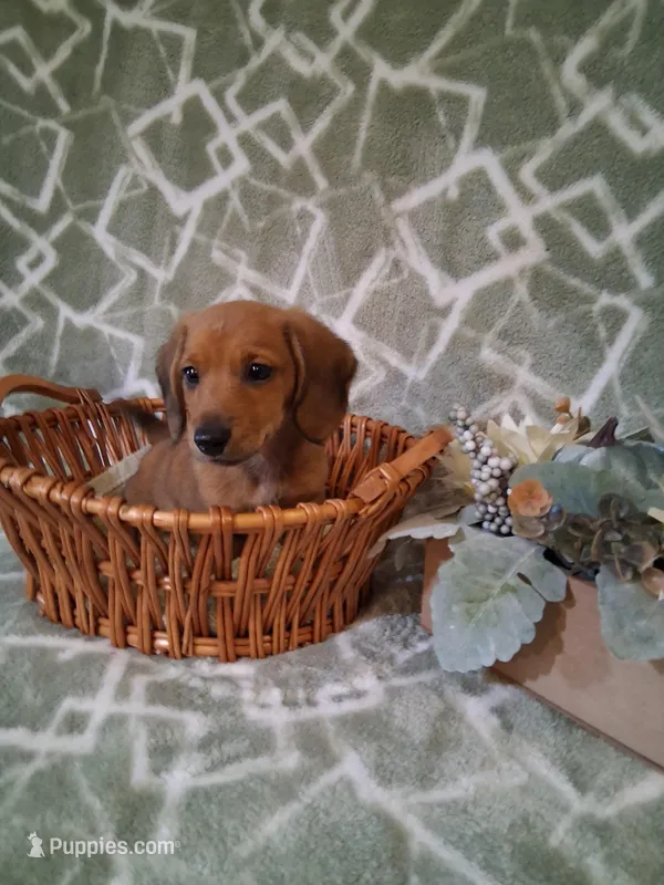RESERVED !!! Boy 1  – Miniature Dachshund puppy for sale in Staunton, IL