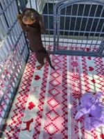 Baby girl #3, a female Miniature Dachshund for sale in Staunton, IL – 6 of 9