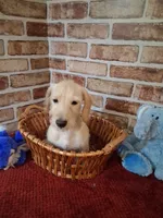 Back to school sale ! , a male Miniature Dachshund for sale in Staunton, IL – 4 of 9
