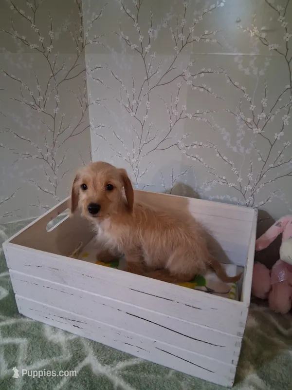 Soft wire girl #2 – Miniature Dachshund puppy for sale in Staunton, IL
