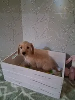 Soft wire girl #2, a female Miniature Dachshund for sale in Staunton, IL – 1 of 10