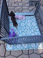 Chocolate long coat girl, a female Miniature Dachshund for sale in Staunton, IL – 8 of 8