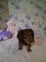 Chocolate and tan girl #2, a female Miniature Dachshund for sale in Staunton, IL – 2 of 6
