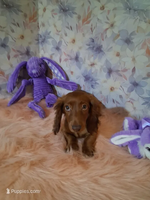 Red long coat  – Miniature Dachshund puppy for sale in Staunton, IL