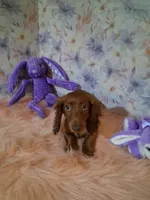 Red long coat , a female Miniature Dachshund for sale in Staunton, IL – 1 of 8