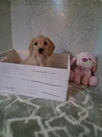 Soft wire girl #2, a female Miniature Dachshund for sale in Staunton, IL – 5 of 10