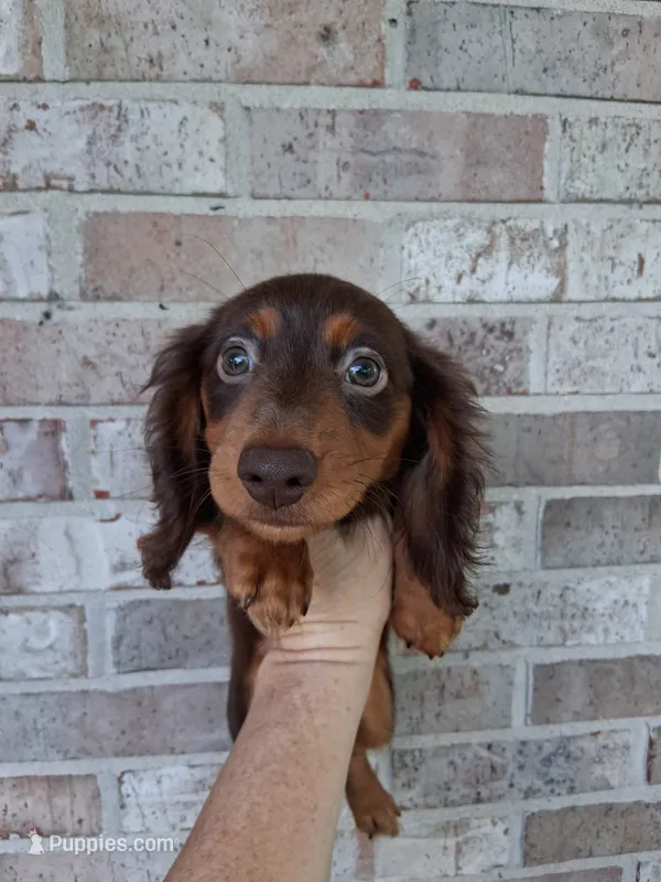 Baby girl #2 – Miniature Dachshund puppy for sale in Staunton, IL