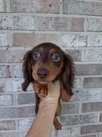 Baby girl #2, a female Miniature Dachshund for sale in Staunton, IL – 1 of 9