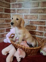 Back to school sale ! , a female Miniature Dachshund for sale in Staunton, IL – 2 of 10
