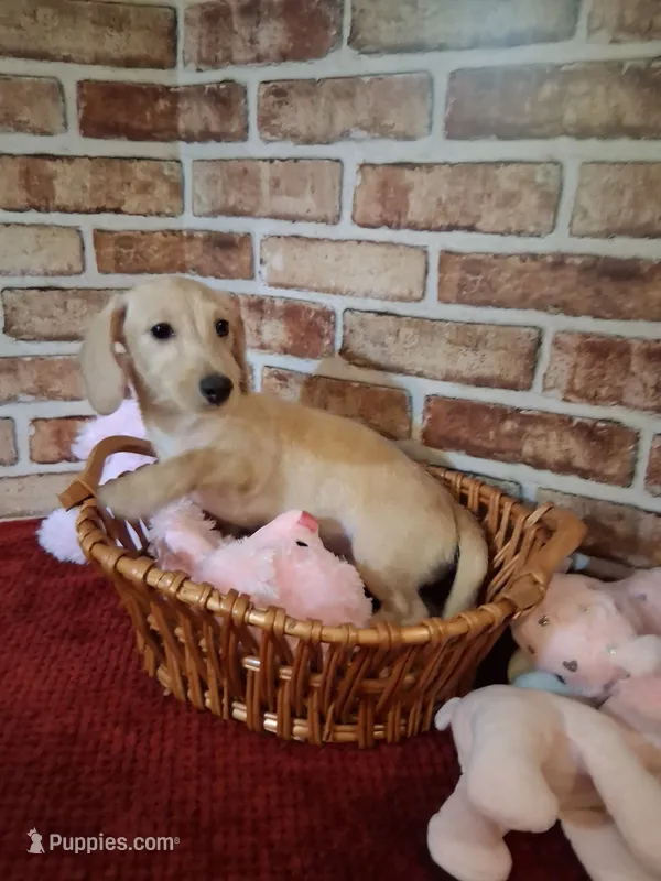 Back to school sale !  – Miniature Dachshund puppy for sale in Staunton, IL