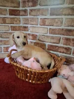 Back to school sale ! , a female Miniature Dachshund for sale in Staunton, IL – 1 of 10