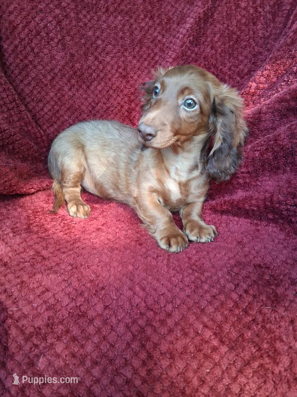 Baby girl #1  – Miniature Dachshund puppy for sale in Staunton, IL