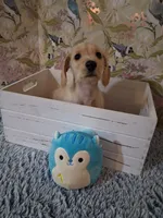 Soft wire boy #2, a male Miniature Dachshund for sale in Staunton, IL – 4 of 10