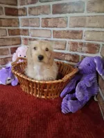 ON HOLD , a female Miniature Dachshund for sale in Staunton, IL – 4 of 10